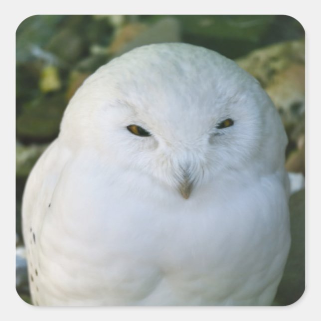 Snowy Owl Square Sticker (Front)