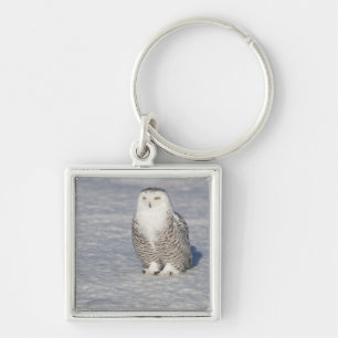 Snowy owl standing near water creating a key ring