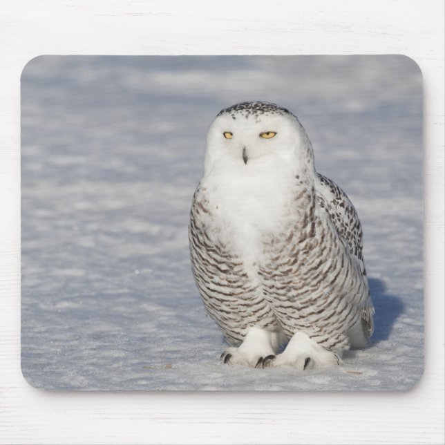 Snowy owl standing near water creating a mouse pad (Front)