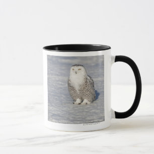 Snowy owl standing near water creating a mug