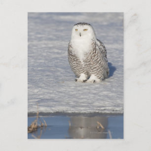 Snowy owl standing near water creating a postcard