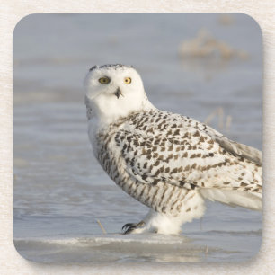 Snowy owl standing on ice, a mouse's tail coaster