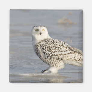 Snowy owl standing on ice, a mouse's tail magnet