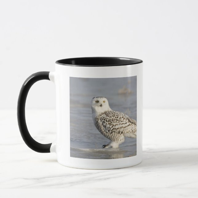 Snowy owl standing on ice, a mouse's tail mug (Left)