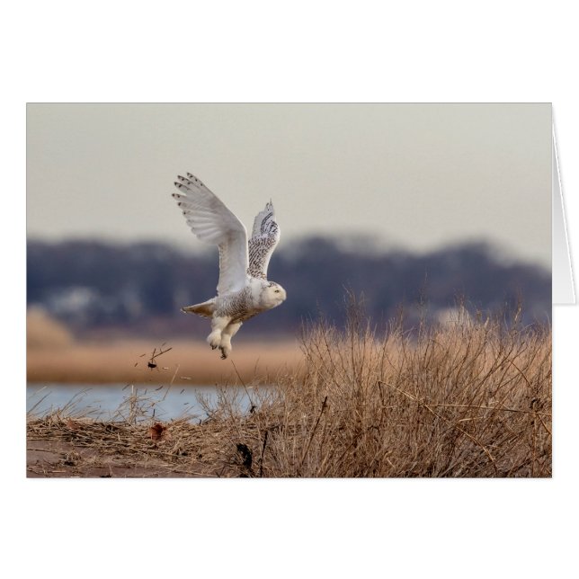 Snowy owl taking off (Front Horizontal)