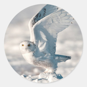 Snowy Owl taking off from snow Classic Round Sticker