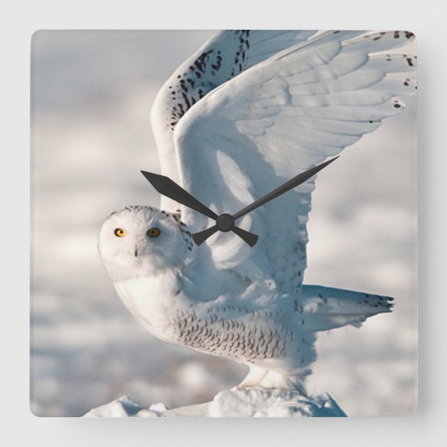 Snowy Owl taking off from snow Square Wall Clock (Front)