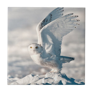 Snowy Owl taking off from snow Tile