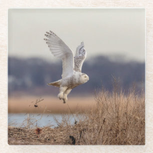 Snowy owl taking off glass coaster