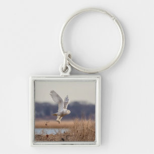 Snowy owl taking off key ring
