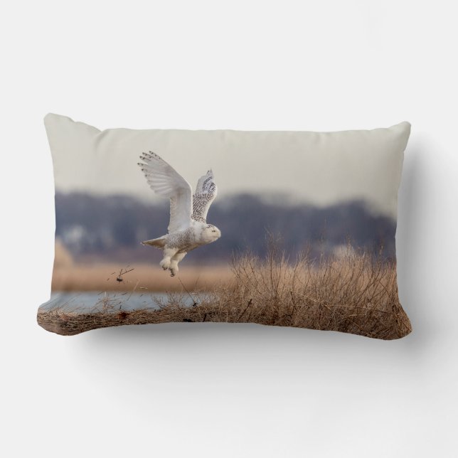 Snowy owl taking off lumbar cushion (Front)