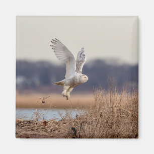 Snowy owl taking off magnet