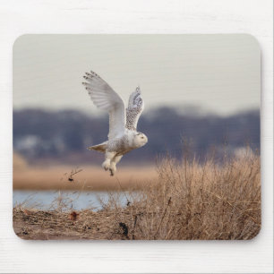 Snowy owl taking off mouse pad