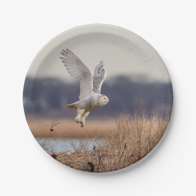 Snowy owl taking off paper plate (Front)