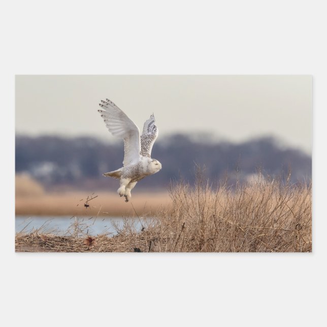 Snowy owl taking off rectangular sticker (Front)