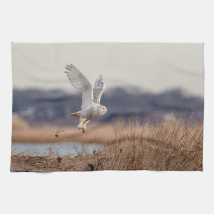 Snowy owl taking off tea towel