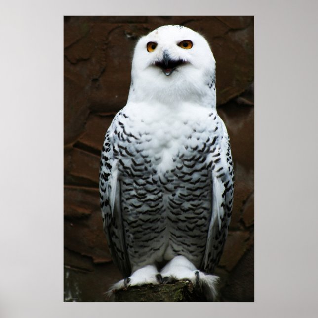 Snowy Owl wapcna Poster (Front)