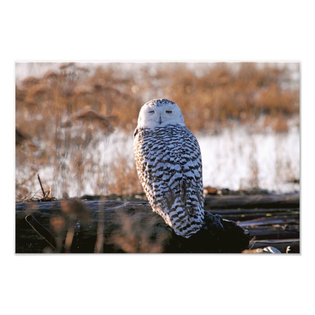 Snowy Owl Winking Photo Print (Front)