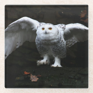 Snowy Owl With Open Wings coastercn Glass Coaster