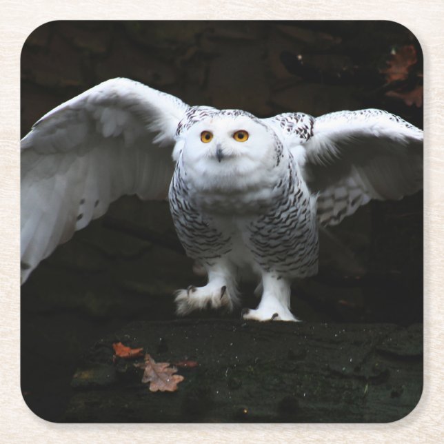 Snowy Owl With Open Wings coastercna Square Paper Coaster (Front)