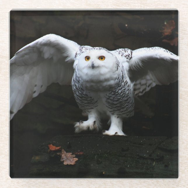 Snowy Owl With Open Wings coastercnm Glass Coaster (Front)