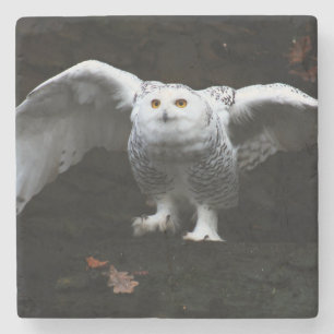 Snowy Owl With Open Wings coasterm Stone Coaster