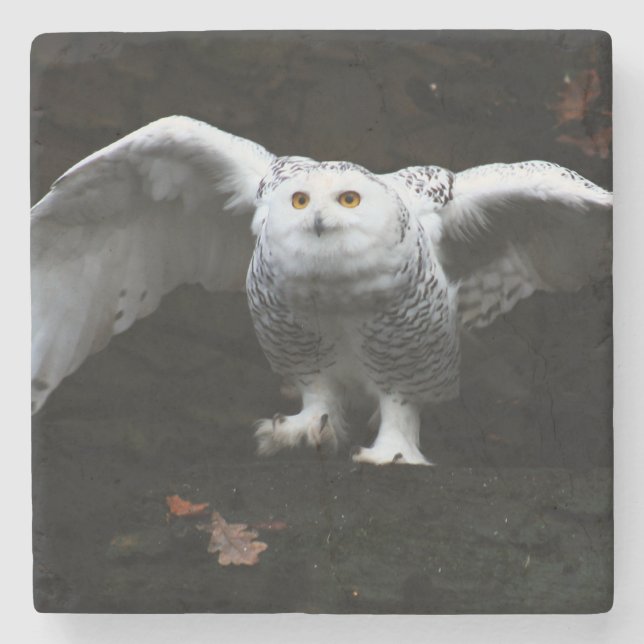 Snowy Owl With Open Wings coasterm Stone Coaster (Front)