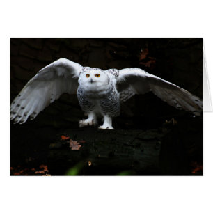 Snowy Owl With Open Wings gccn arc