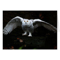 Snowy Owl With Open Wings gccnm