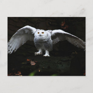 Snowy Owl With Open Wings pccna Postcard