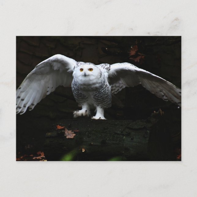 Snowy Owl With Open Wings pccnm Postcard (Front)