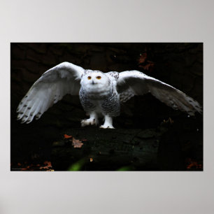 Snowy Owl With Open Wings wapcnm Poster