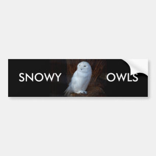SNOWY OWLS - bumper sticker