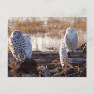 Snowy Owls Photo Postcard