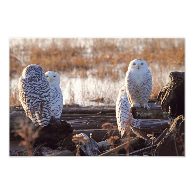 Snowy Owls Photo Print (Front)