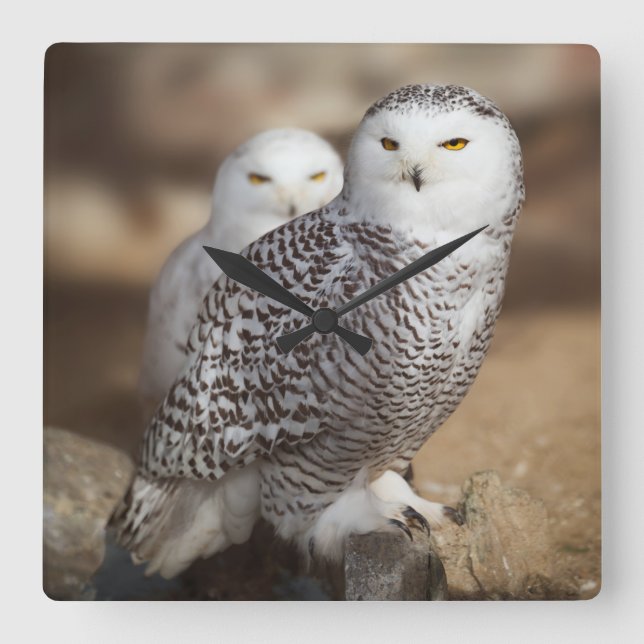 Snowy Owls Square Wall Clock (Front)