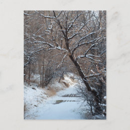 Snowy Path Winter Photo Postcard