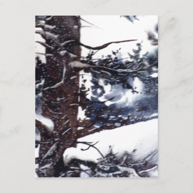 "Snowy Pine #2" Country Roads Postcard (Front)