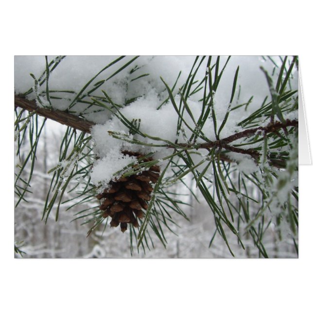 Snowy Pine Branch Winter Nature Photography (Front Horizontal)