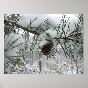 Snowy Pine Branch Winter Nature Photography Poster