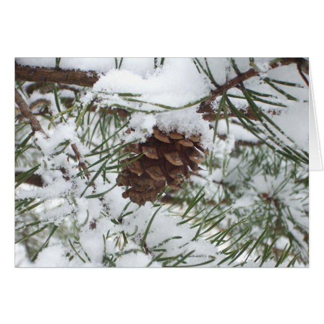 Snowy Pine Cone I Winter Nature Photography (Front Horizontal)
