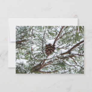 Snowy Pine Cone II Winter Nature Photography