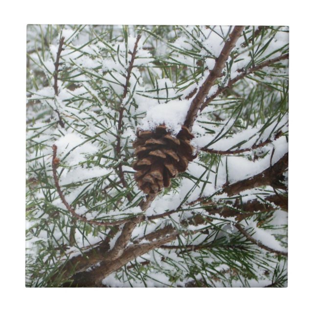 Snowy Pine Cone II Winter Nature Photography Tile (Front)