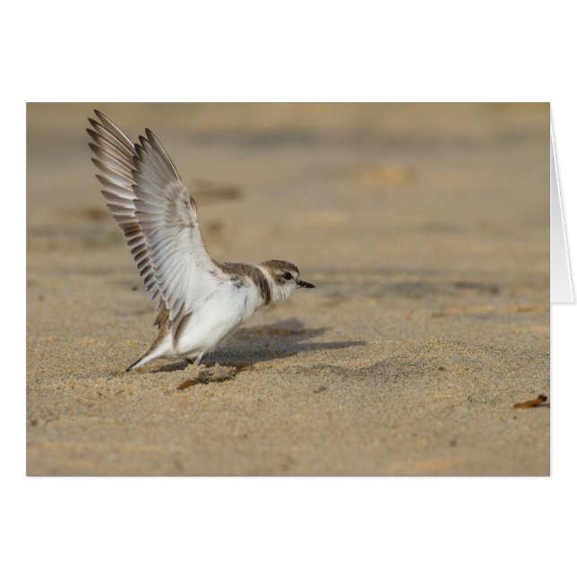 Snowy Plover Stretch (Front Horizontal)
