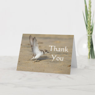 Snowy Plover Stretch, Thank you Card