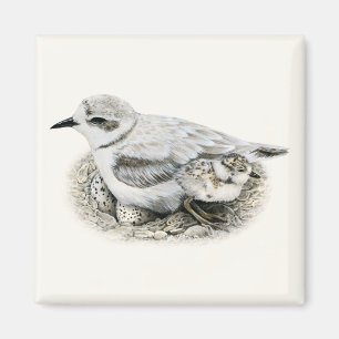 Snowy Plover with Chick and Eggs Magnet
