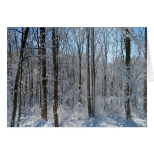 Snowy Poplar Forest I 