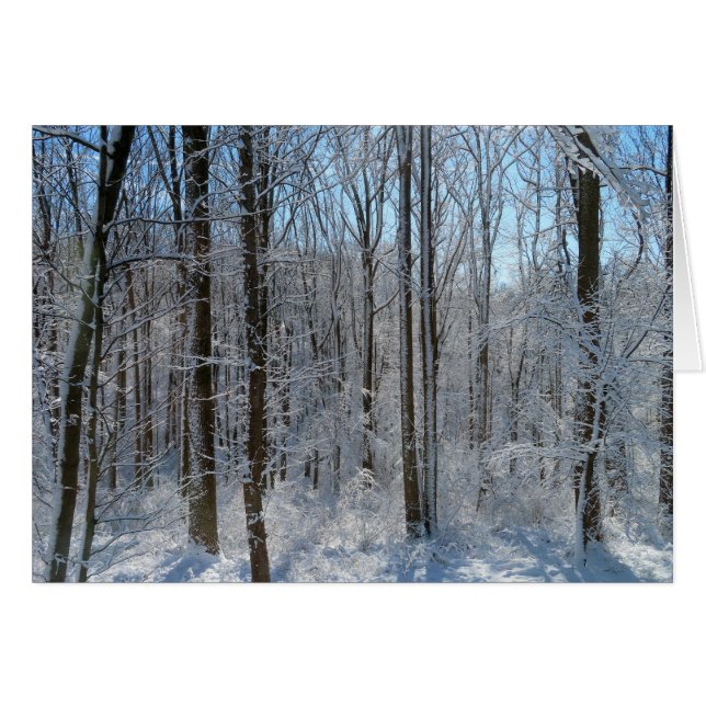 Snowy Poplar Forest I  (Front Horizontal)