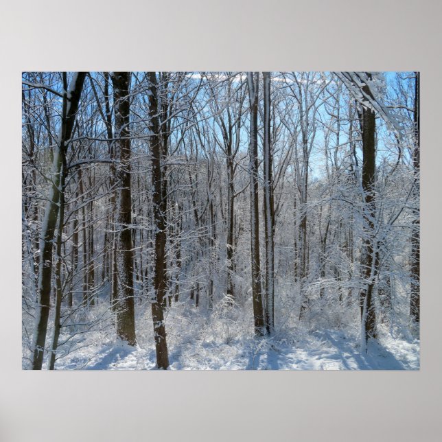 Snowy Poplar Forest I  Poster (Front)