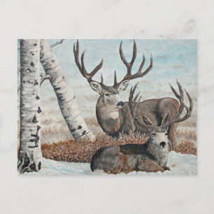 Snowy ridge bucks postcard